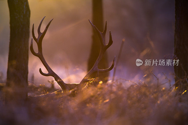 红鹿(Cervus elaphus)